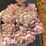 $2.6*35Pcs Echeveria Little Peach Red Clustering