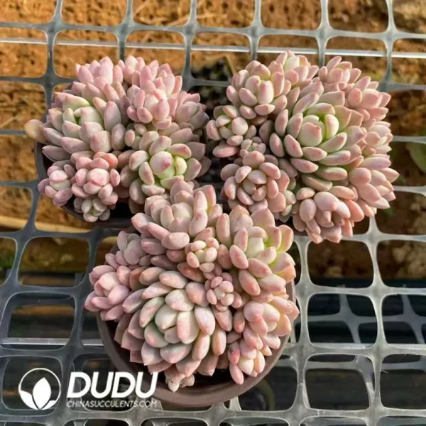 1756121077-e202-552.webp $2.6*35Pcs Echeveria Little Peach Red Clustering - Image 2