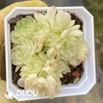63Pcs Echeveria Snow Hydrangea Clustering
