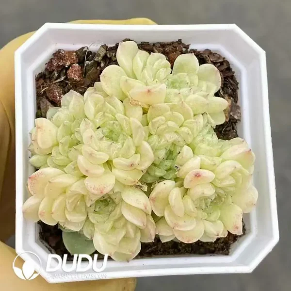 63Pcs Echeveria Snow Hydrangea Clustering - Image 2
