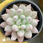 35Pcs Pachyphytum Solomon