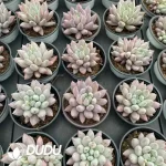 35Pcs Pachyphytum Solomon - Image 2