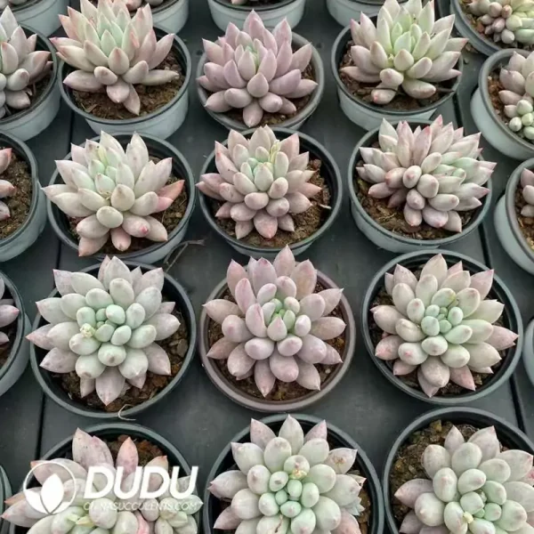 35Pcs Pachyphytum Solomon - Image 2