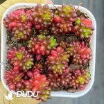 80Pcs Sedum Rubrotinctum Redberry Clustering