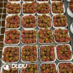 80Pcs Sedum Rubrotinctum Redberry Clustering - Image 2