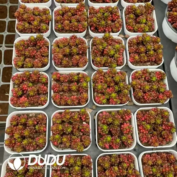 80Pcs Sedum Rubrotinctum Redberry Clustering - Image 2