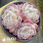 35Pcs Echeveria Premium Beauty Clustering