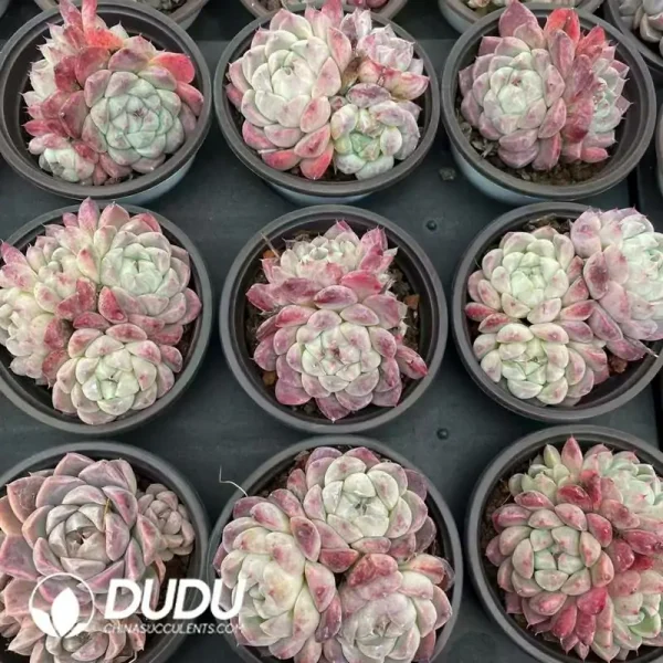35Pcs Echeveria Premium Beauty Clustering - Image 2