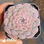 63Pcs Echeveria Ice-Ice