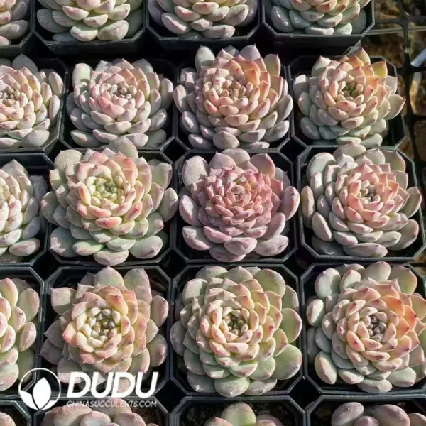 63Pcs Echeveria Ice-Ice - Image 2