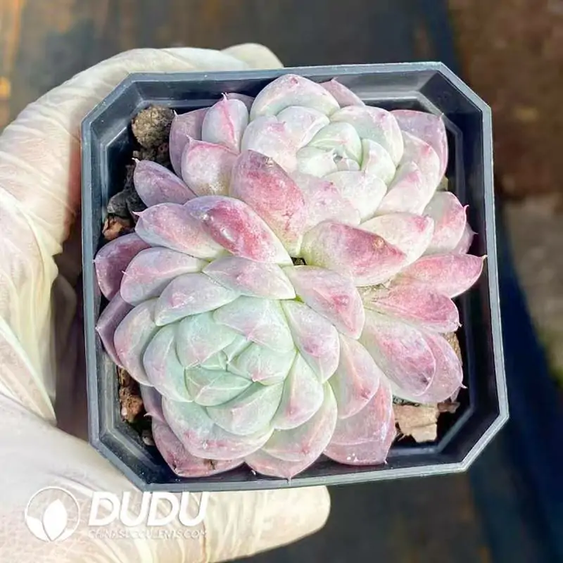 1756121097-e201-595.webp 63Pcs Echeveria Preferred beauty Double Headed - Image 1