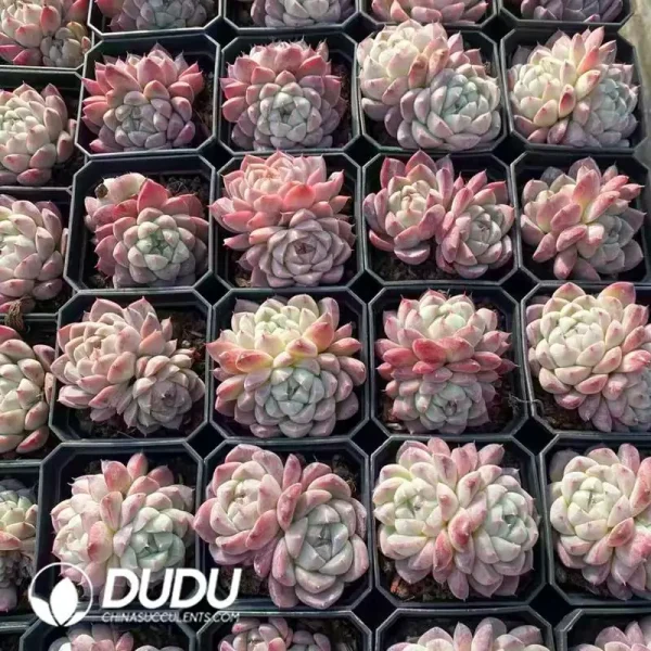63Pcs Echeveria Preferred beauty Double Headed - Image 2