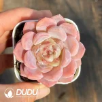 108Pcs Echeveria Hetian jade8