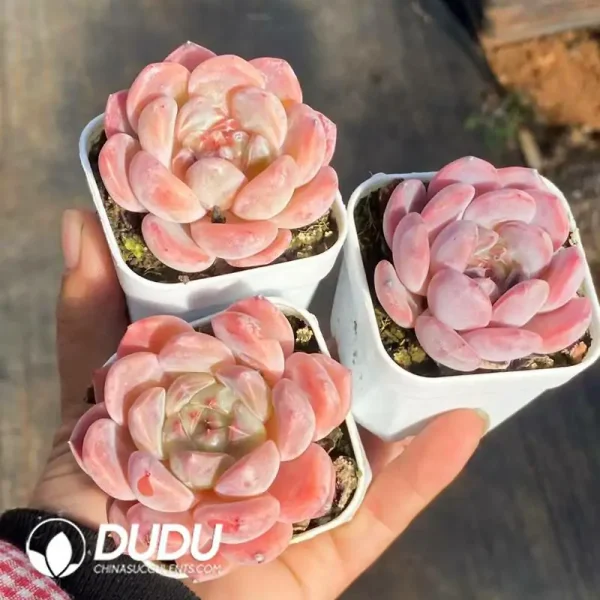 108Pcs Echeveria Hetian jade8 - Image 2