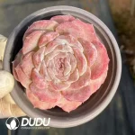 35Pcs Echeveria Bingguifei