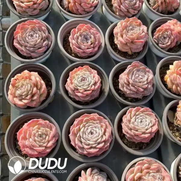 35Pcs Echeveria Bingguifei - Image 2