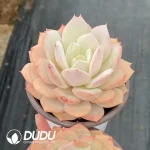 35Pcs Echeveria Love Song
