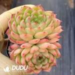 80Pcs Echeveria Flash Double Headed