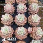 35Pcs Echeveria Love Song - Image 2