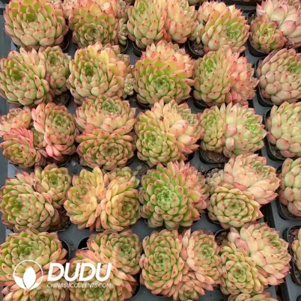 80Pcs Echeveria Flash Double Headed - Image 2