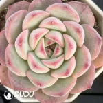54Pcs Echeveria ChouNiu(big)