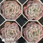54Pcs Echeveria ChouNiu(big) - Image 2