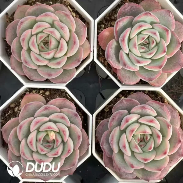 54Pcs Echeveria ChouNiu(big) - Image 2