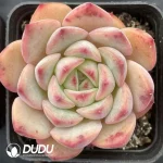 88Pcs Echeveria ChouNiu (small)