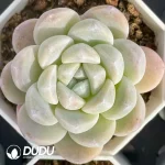 54Pcs Echeveria Monroe Hybrid
