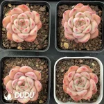 88Pcs Echeveria ChouNiu (small) - Image 2