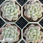 54Pcs Echeveria Monroe Hybrid - Image 2