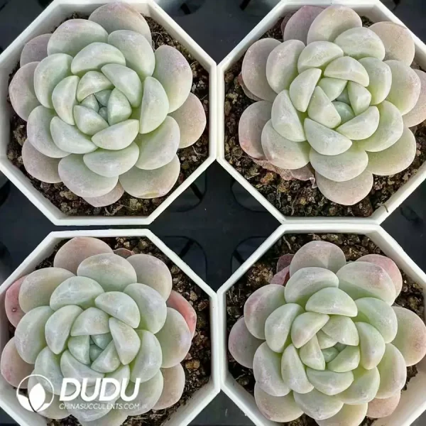54Pcs Echeveria Monroe Hybrid - Image 2