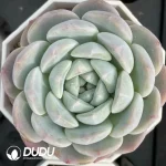 54Pcs Echeveria Ice Dream