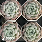 54Pcs Echeveria Ice Dream - Image 2