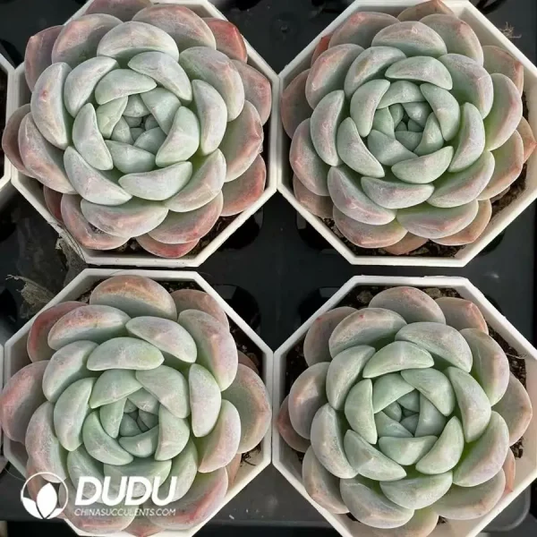 54Pcs Echeveria Ice Dream - Image 2