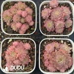 54Pcs Echevria Cranberries Clustering - Image 2