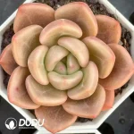 54Pcs Echeveria Brandy