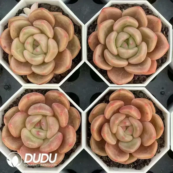 54Pcs Echeveria Brandy - Image 2