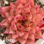 54Pcs Echeveria Hongxia