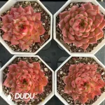 54Pcs Echeveria Hongxia - Image 2