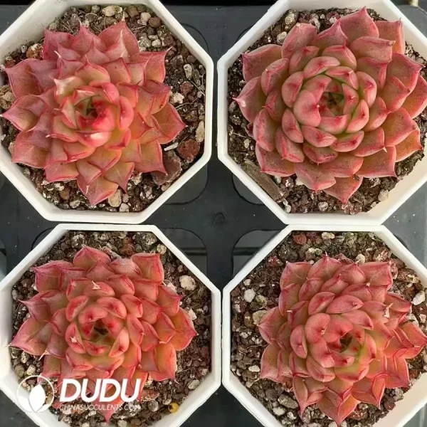 54Pcs Echeveria Hongxia - Image 2