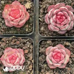 88Pcs Echevria Vanilla Strawberry - Image 2