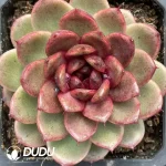 20Pcs Echevria pitaya