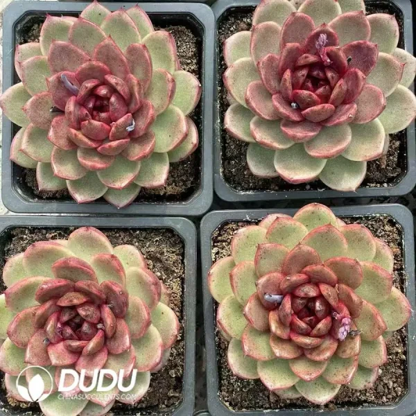 20Pcs Echevria pitaya - Image 2