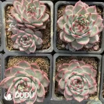20Pcs Echevria Purple ice - Image 2