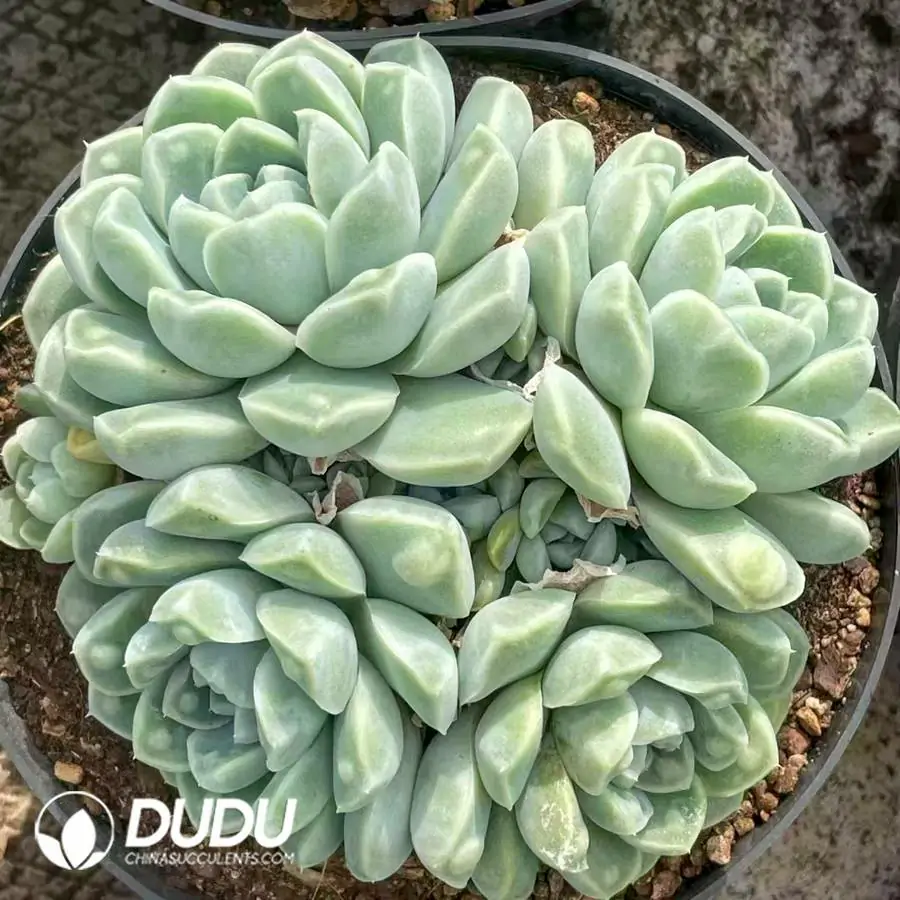 1756121158-e201-626-1.webp 12Pcs Echevria Dodoli mor series Clustering - Image 1