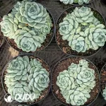 12Pcs Echevria Dodoli mor series Clustering - Image 2