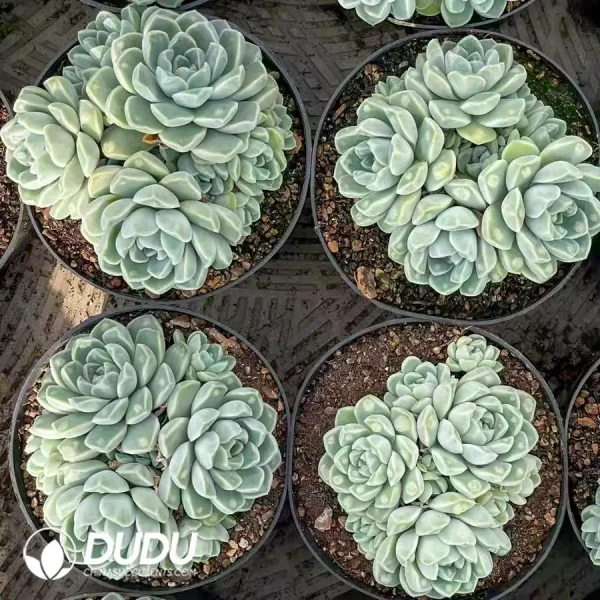 12Pcs Echevria Dodoli mor series Clustering - Image 2