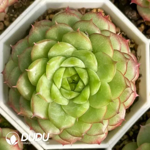 1756121165-e201-630-2.webp $3.7*54Pcs Echeveria beehive - Image 1