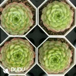 $3.7*54Pcs Echeveria beehive - Image 2
